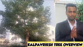 कल्पवृक्ष का पेड़  KALPAVRIKSHA BaobabAdansonia Digitata Tree KALPAVRIKSHA OVERVIEW [upl. by Nissie]