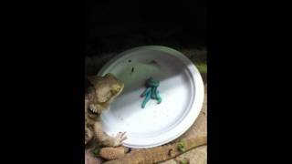 Bearded Dragons Eating Hornworms [upl. by Llemart]