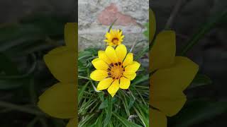 Gazania flower plants 🌺😘gardenflowerplants garden flowers viralvideo please support me 🙏🫰🥰 [upl. by Sanyu765]