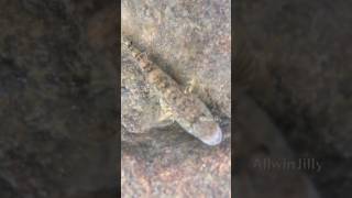 ஆற்றில் கோபி மீன்🦈🧐 Goby Fish  Tank cleaner allwinjilly villagelife nature kids story [upl. by Bobbe]