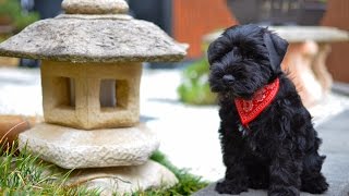 Black Miniature Schnauzer Puppy First Day Home  Winston [upl. by Nosirrag]