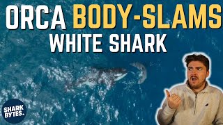 UNBELIEVABLE Shark Viral Videos [upl. by Georgie]