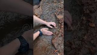 The process of catching river shrimp [upl. by Layod]