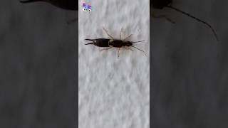 Qué Pasa con las Tijeretas ✂️ shorts earwig insectos [upl. by Cecilla]