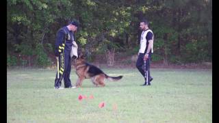 VA Ucar von BadBoll 2017 USCA Sieger Show  Von Calvo German Shepherds [upl. by Tayib]