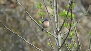 Pinson dAfrique Fringilla spodiogenys africana African Chaffinch [upl. by Belldas]