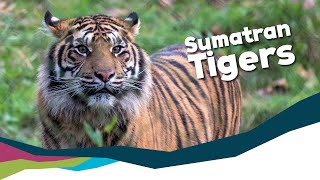 Keeper Talk  Sumatran Tigers [upl. by Verbenia]