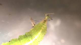 Syrphid larvae eating pea aphid [upl. by Aseiram]