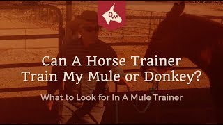 Mule Training  Can A Horse Trainer Train My Mule [upl. by Boulanger357]