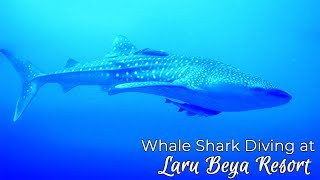 Belize Whale Shark Diving [upl. by Aisak]