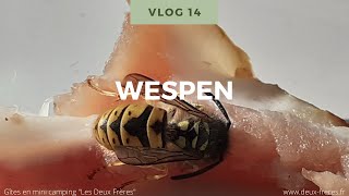 Natuur Weetjes voor kinderen Vlog 14 Wespen [upl. by Leba]