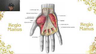 Musculus Regio Antebrachii dan Manus [upl. by Gussi]