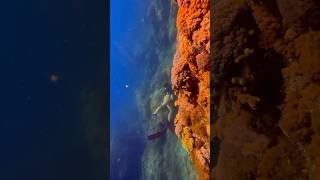 Freediving in Palawan🧜‍♀️ freediver freediving oceansounds palawan philippines underwater [upl. by Keelby17]