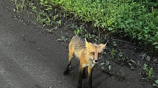 Three Days On The Gunflint Trail In Minnesota In Three Minutes [upl. by Aissak663]