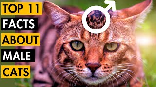 11 Surprising Facts About Male Cats 7 is Disturbing [upl. by Manthei]