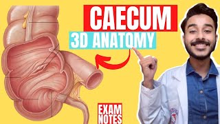 caecum anatomy 3d  anatomy of caecum  large intestine anatomy [upl. by Eanil]