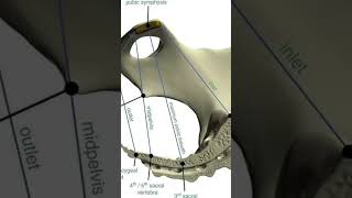 Anatomy of pelvis GNM ANM BSc Nursing [upl. by Novar]