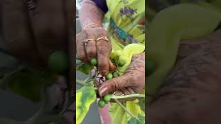 Happy gardening 🌻🌻🌻 seetha cooking villagechef cheffood delicious food chefrecipes recipe [upl. by Einnov]