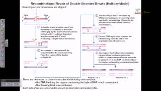 Recombinational repair of double stranded breaks [upl. by Rosalyn608]