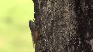 Cicada sound เสียงจั๊กจั่น [upl. by Giselbert400]