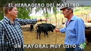 Toros de Ruiz Miguel herradero el mayoral susurra a los becerros 2019  Toros desde Andalucía [upl. by Engenia]