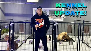 Designing the Perfect Dog Kennel Functional Layout and Build Tips  American Bully [upl. by Bobbette493]