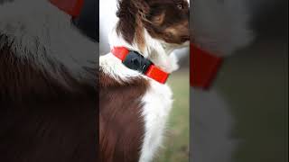 MiniFinder Atto Pro  GPS Tracker for all animals [upl. by Enelegna360]