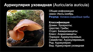 Аурикулярия уховидная Auricularia auricula [upl. by Jayne]