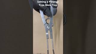 Setting Putange Mole Traps Using Settling Pliers [upl. by Yentuoc382]