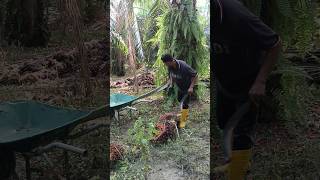 Malaysia palm oil fruit harvesting youtubeshort video viralvideo [upl. by Guy]