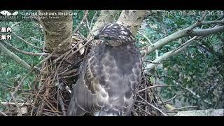 Crested Goshawk Nest Cam Daan Park Taipei Taiwan  Młody Krogulec czubaty dostał ptaka [upl. by Tecla54]