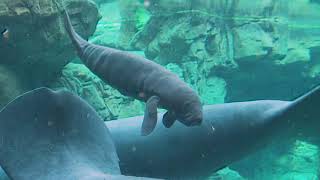 Acquario di Genova ecco un cucciolo di lamantino [upl. by Dolores]