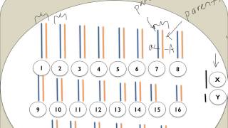 Chromatin Chromosomes and Chromatids Oh My [upl. by Phippen429]