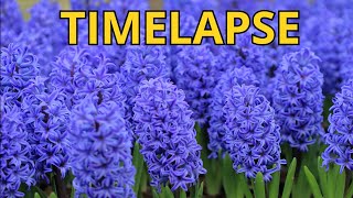 Hyacinth blooming TIME LAPSE [upl. by Salomie]