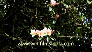 Major Maddens Rhododendron Rhododendron maddenii in Bhutan [upl. by Leonie]