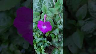 Achimenes plant  Kerala garden ideas trendingshorts youtubeshorts  shorts feed  shorts viral [upl. by Ritter]