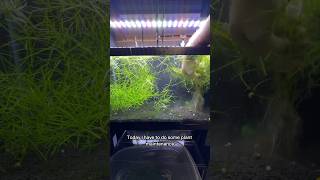 Come with me as I reset one of my Pogostemon Stellatus Octopus plant farm tanks [upl. by Louis]