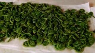 Identifying harvesting and processing fiddleheads [upl. by Ettennor]