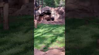 Bearizona Wildlife Park AZ 6 [upl. by Idolah]