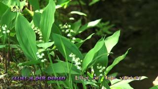 Flora View  Lelietje  Lily of the valley  Convallaria majalis [upl. by Irby]