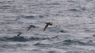 Yelkouan Shearwater Berta minore Puffinus yelkouan [upl. by Aivuy848]