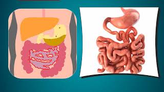 Life Processes  Lesson 06  Digestion  Role of Stomach  in Hindi हिंदी में   Dont Memorise [upl. by Hallutama]