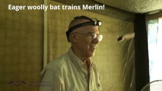 Woolly bat trains Merlin Tuttle [upl. by Jude132]