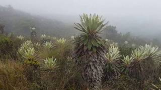 Páramos de Colombia Choachí Cundinamarca [upl. by Lledra]