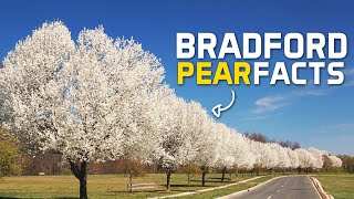 Bradford Pear Facts Everyone Should Know Before They Plant One [upl. by Ardeahp458]