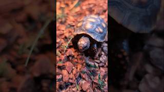 Tortoise Enclosure tortoise turtle reptiles cute [upl. by Ayaros827]