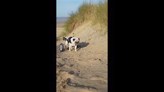 Tails of UK Wildlife 🏖️ with Puggy Smalls [upl. by Milore]