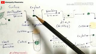 Plant tissue culture technique  Step by step process  Procedure  Bio science [upl. by Eidnim]