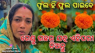 ଗେଣ୍ଡୁଫୁଲ ଲଦିହେବ ଗଛରେ କଣ ଖତ ଦେବା କିପରି ଯତ୍ନ ନେବା Marigold Care amp FertilizerOdia Gardening Video [upl. by Lahsram311]