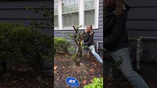 Pruning An Overgrown Holly Or Other Shrubs [upl. by Clute]